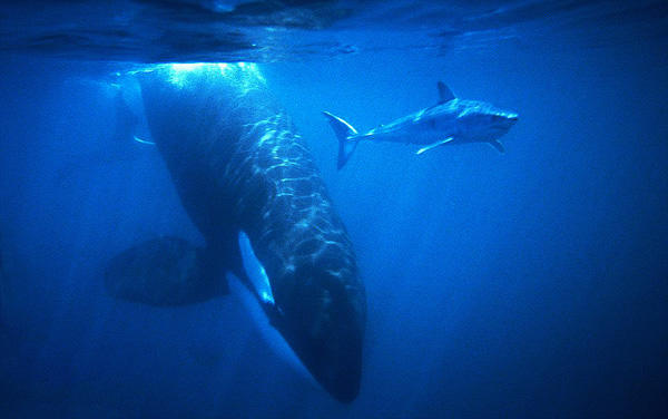 Взгляни, моряк...