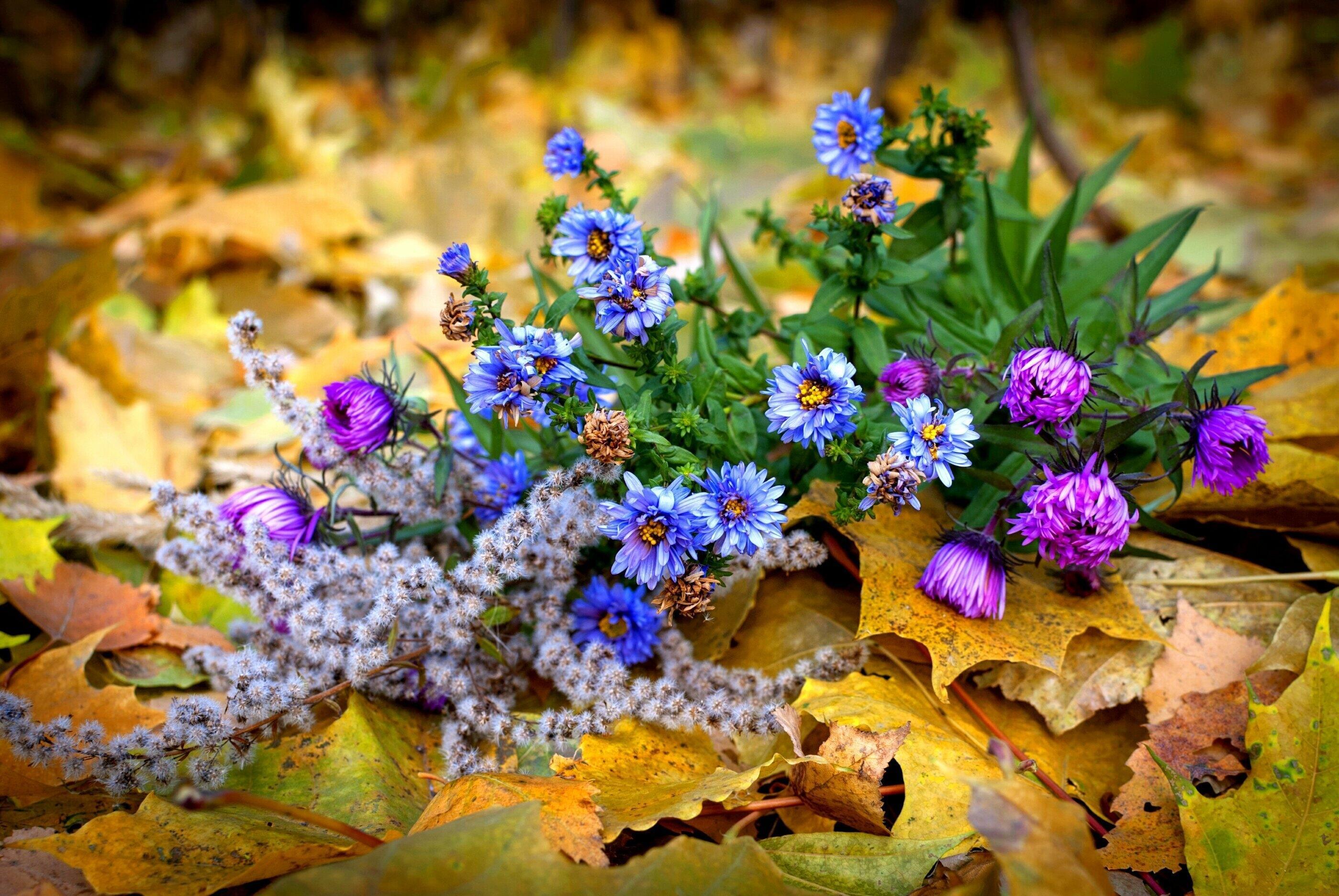 Осенью воздух не пахнет расцветистым садом...