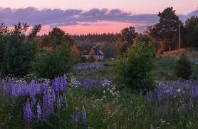 Лиловый вечер