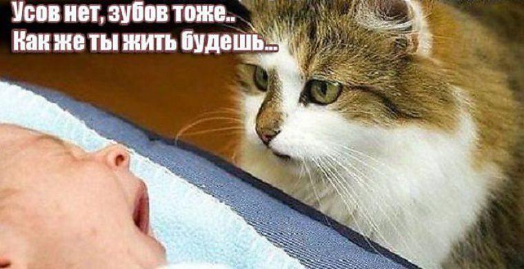 ПЕРЕЖИВАНИЯ КОТА