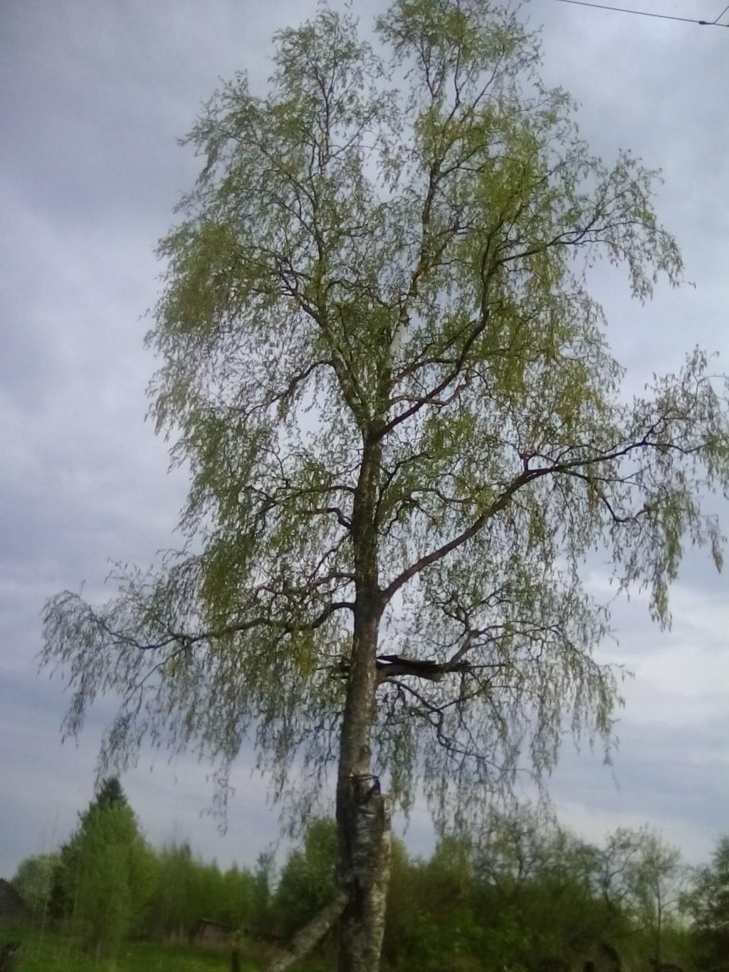 Алёне Воскобойник. Третье письмо.