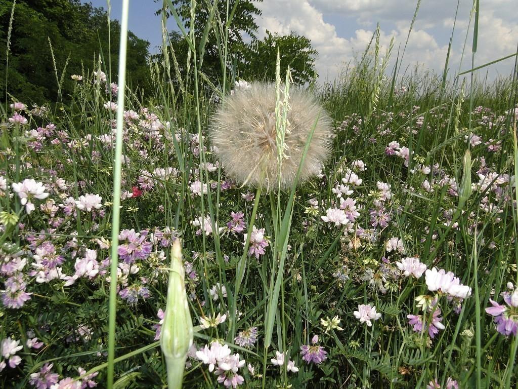 После пролесков половодья... (на украинском языке)
