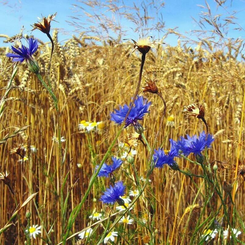 Встреч не ищешь. Андрюшкина Елена
