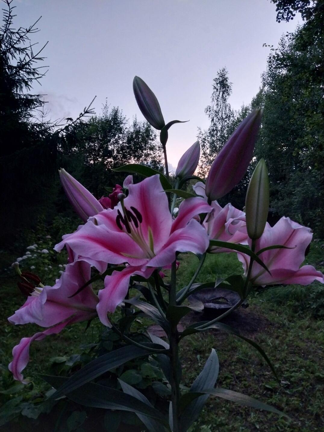 Прекрасны лилии в закате