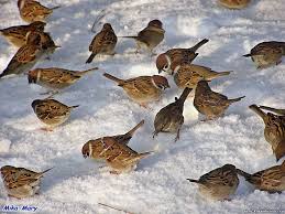 ЗИМА ПРИШЛА