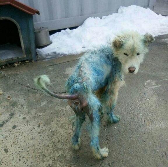 Я – СУЧКА СО СТАЖЕМ