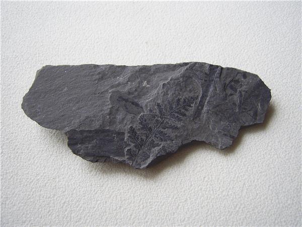 Пустая порода 5. Окаменевший уголь. Ископаемые в угле. Уголь из папоротника. Порода которая встречается в угле\.