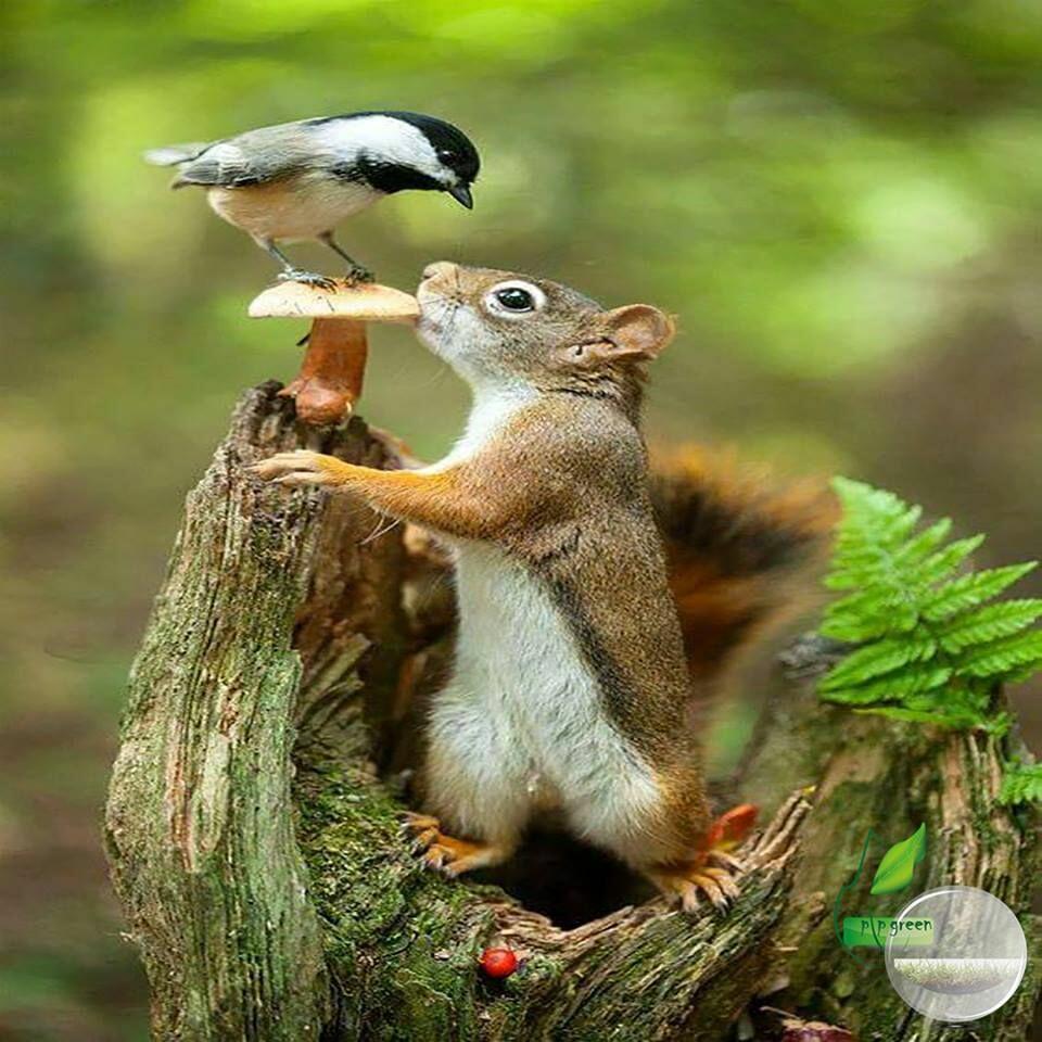 ТАК  ПРИРОДОЙ  РЕШЕНО