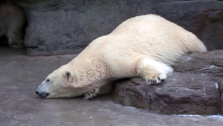 Арктическая медвежья революция