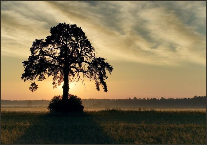 Сосны опущенные плечи...