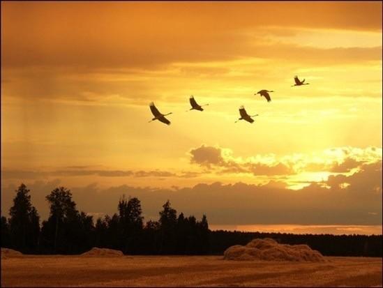 СВЕТОЗАРНАЯ ЛАЗУРЬ