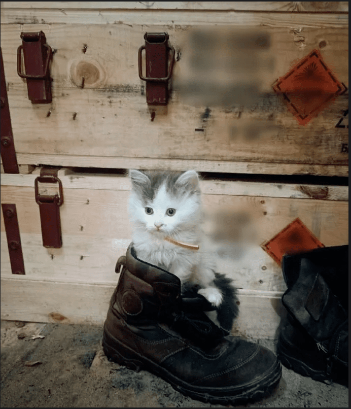 Котёнок на войне