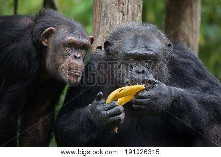 Что сближает шимпанзе?