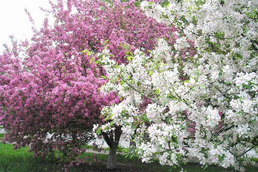 Нет поры милей!