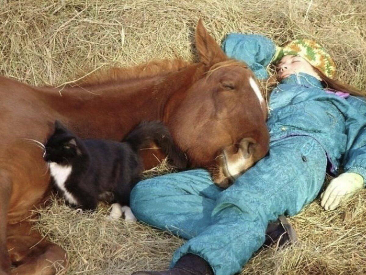 Сон лошадка. Лошадь лежит. Спящие лошади. Ленивая лошадь.