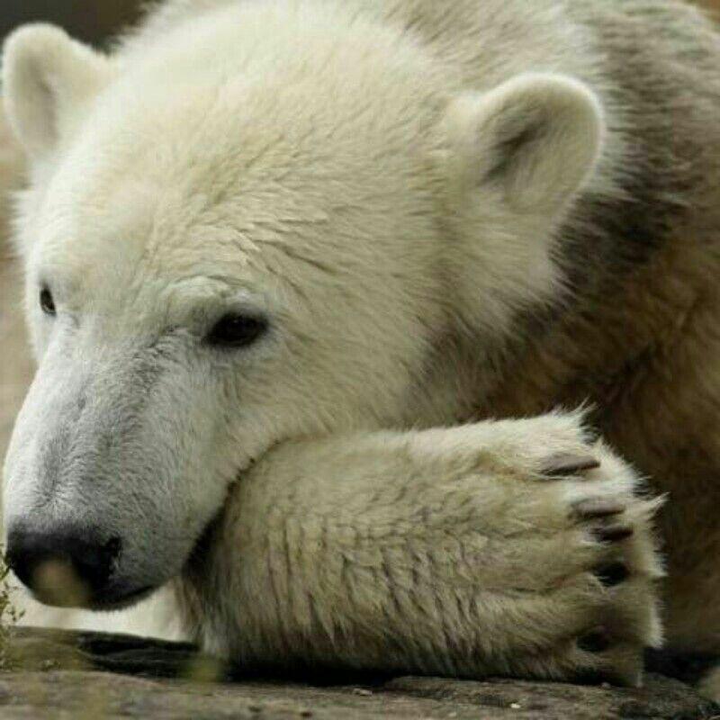 Ответ поэту - Медведь Белый - В НЕБЕСНУЮ КАНЦЕЛЯРИЮ