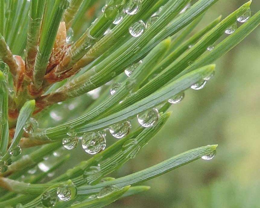 Просыпаясь спозаранку