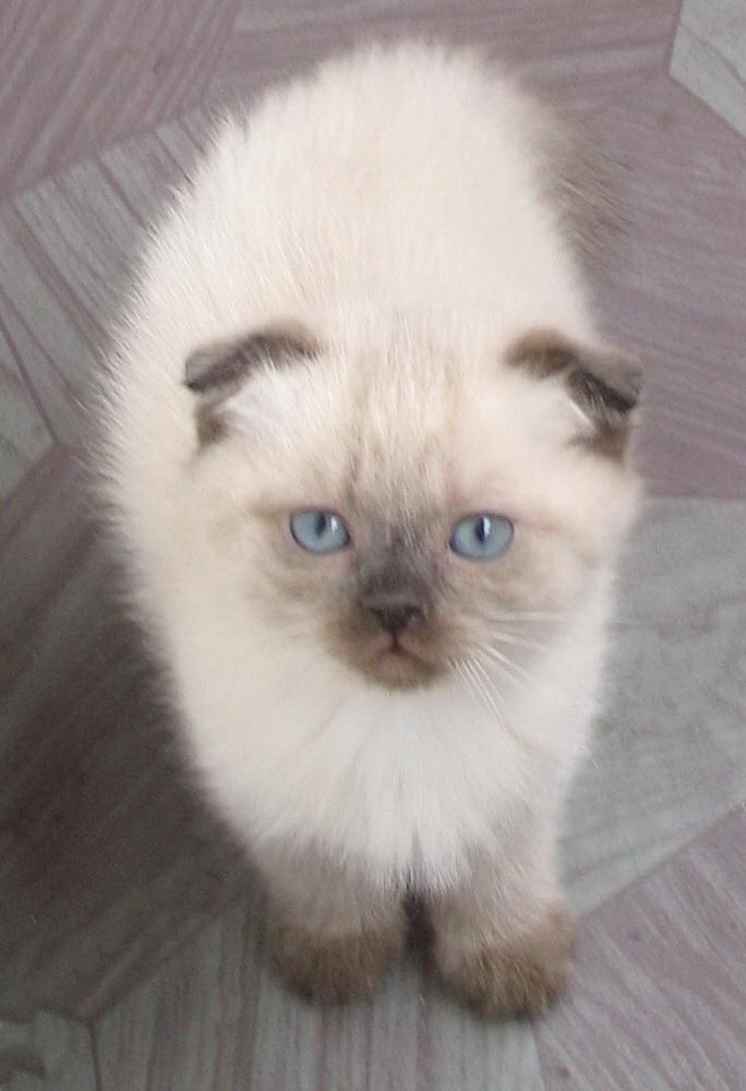 Котята – это маленькие кошки