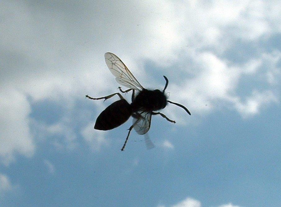 Ответ поэту - VESTA - ОСА ЗАПОЗДАЛАЯ