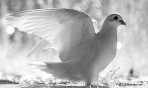 Прилетела птица белая      Ответ bazenova_1953 на одноимённое