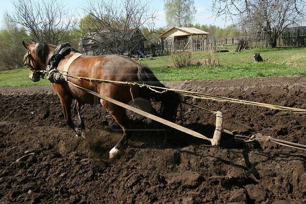 Выйду утром в поле с конём...