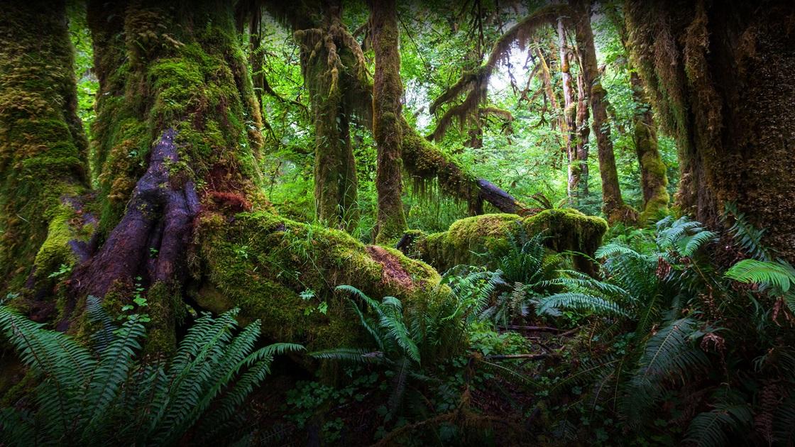 Книга затерянных джунглей