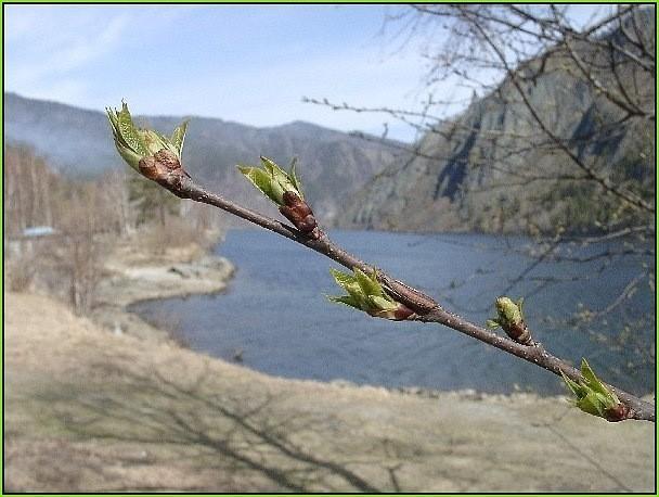 СОЛНЦЕ ГРЕЕТ, СНЕГ СЕРЕЕТ.