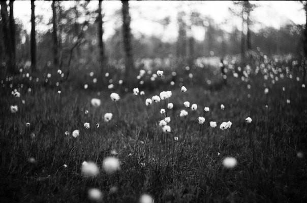 Я крови не чувствую в жилах