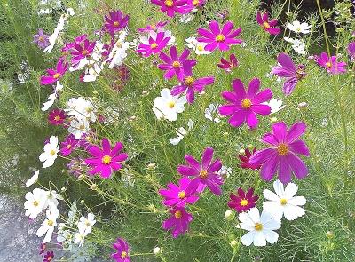 Цветок космея