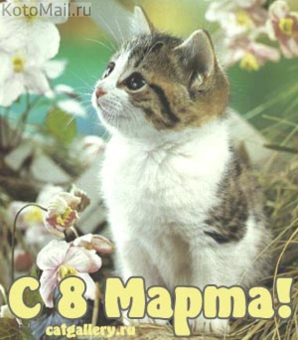 Дорогие Женщины