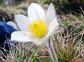 Летняя зима