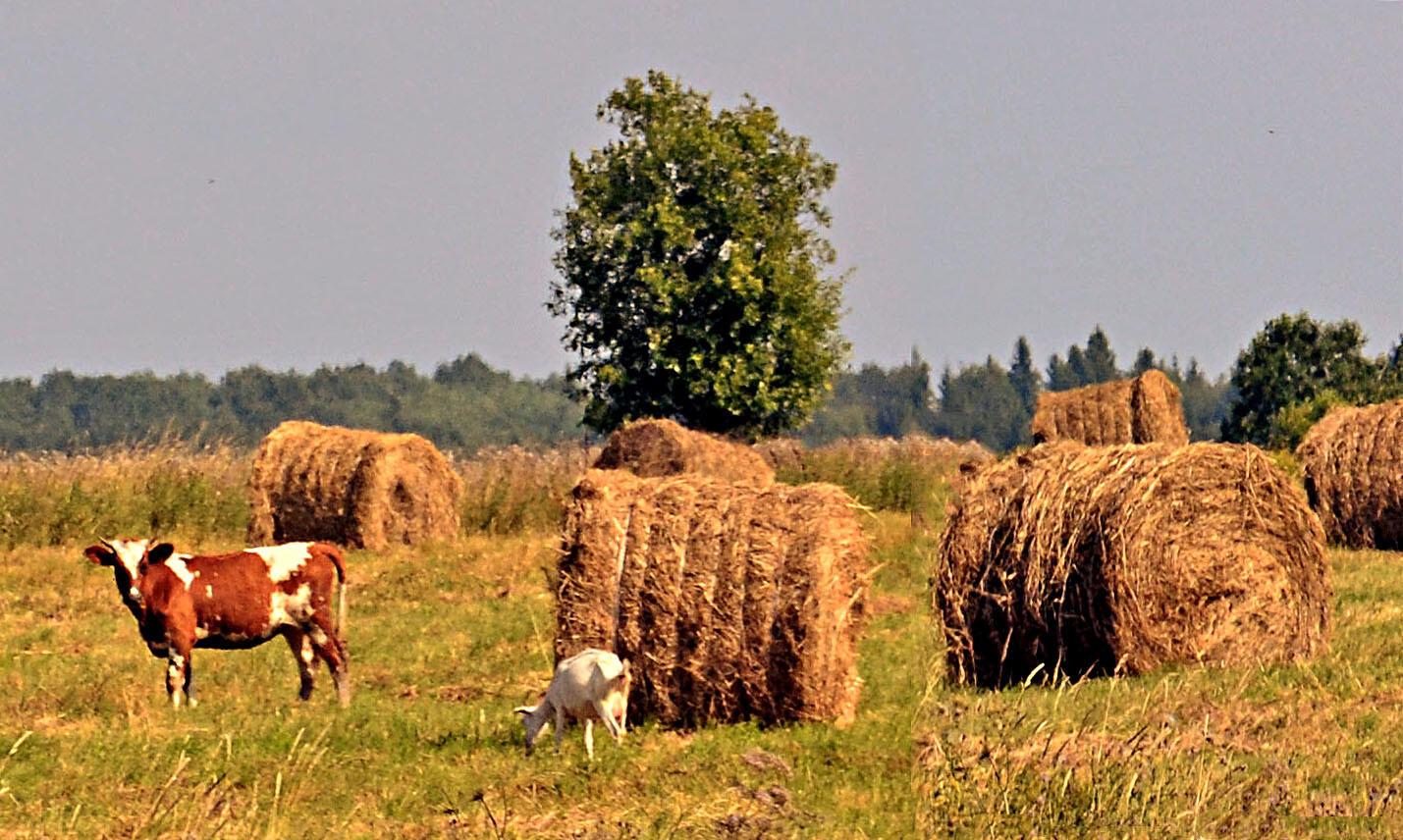 Осеннее сено. Корова на сене. Сено для коров. Корова и стог сена. Поле с сеном корова.