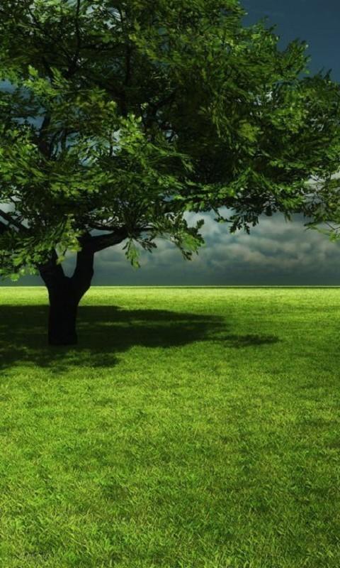 Берёзовые сны.