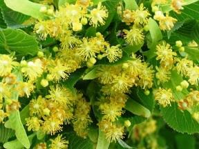 Целебный аромат цветущей липы