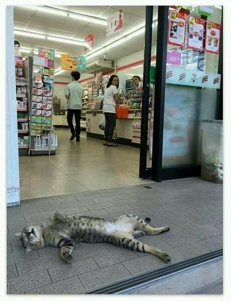 Такая вот боль - денег «ноль».