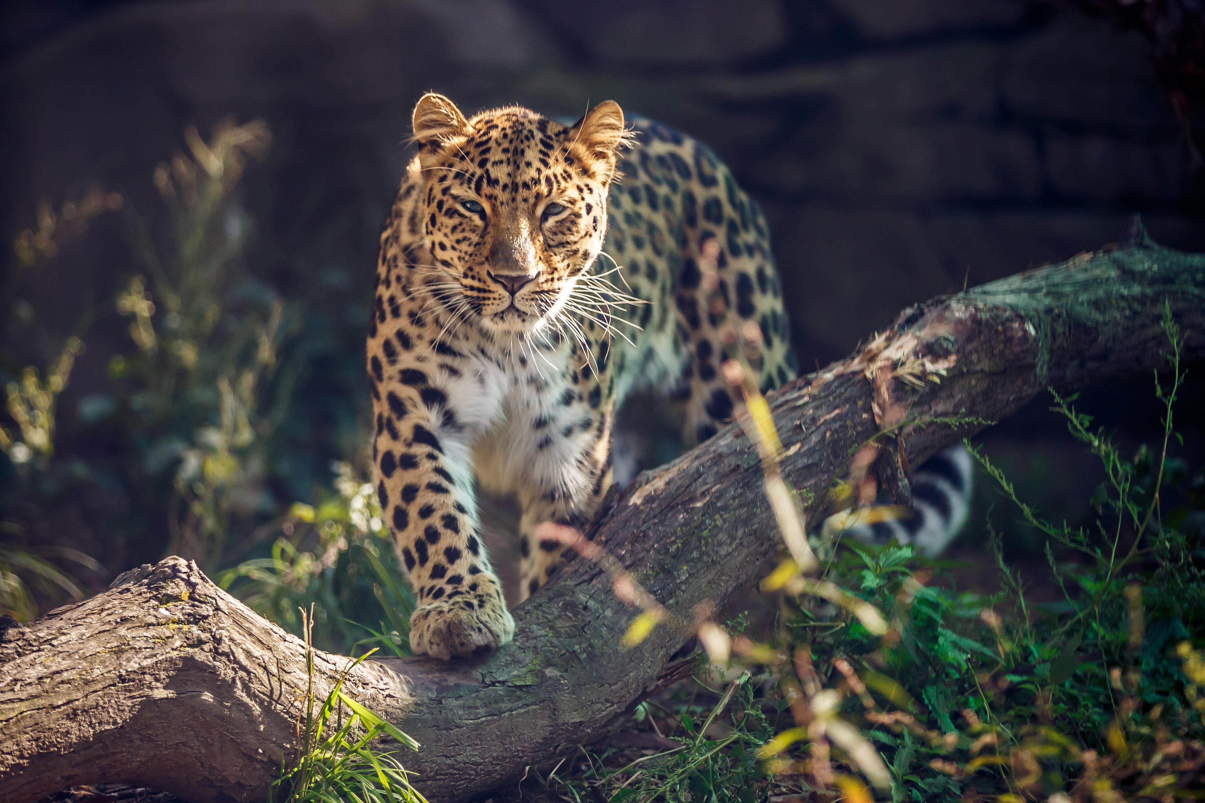 Случай с леопардом