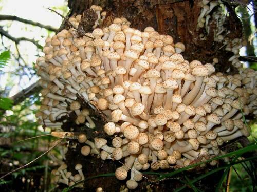 Грибы опята