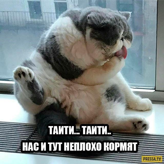 КОТ - ПРОГЛОТ - (улыбнитесь)