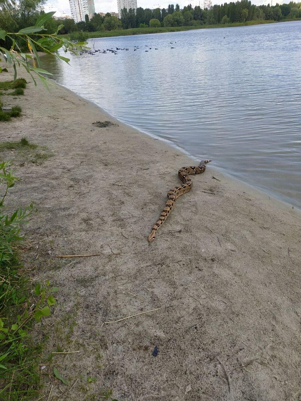 Змей укутал с верхней крыши...