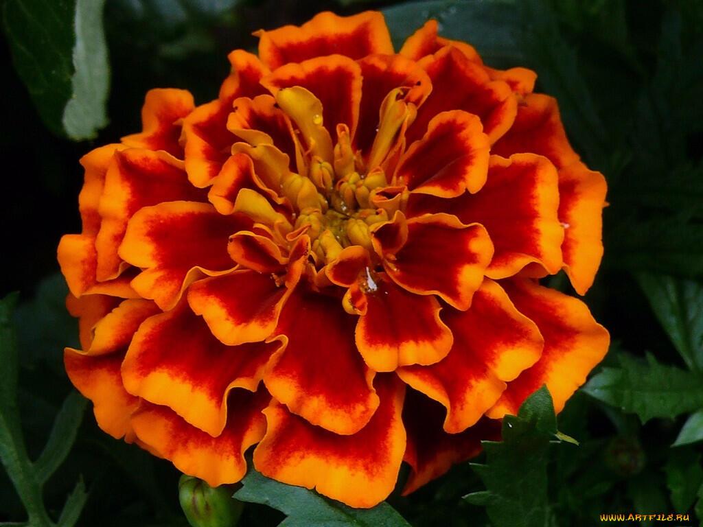 Б А Р Х А Т Ц Ы