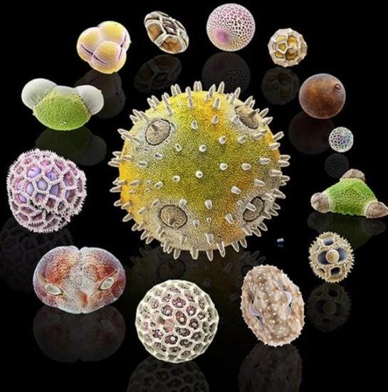 ВЕСТИ ОТ БАБИНОККИО №37 (Нежданчики… )