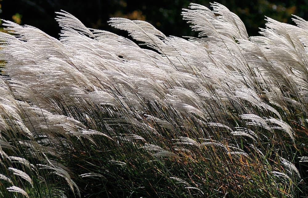 Все в Божьей воле