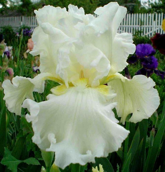 Белые ирисы