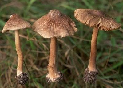 Волоконница