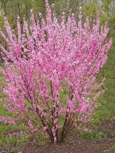 пусть всё не то,..