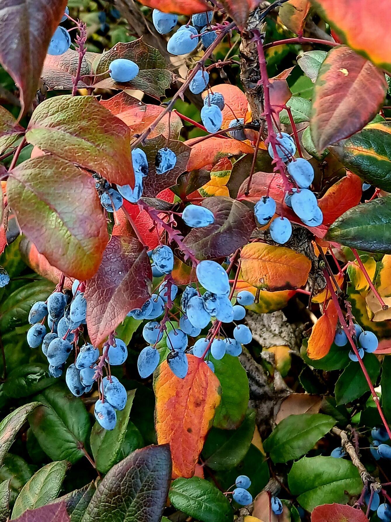 Не люблю, когда косят траву...