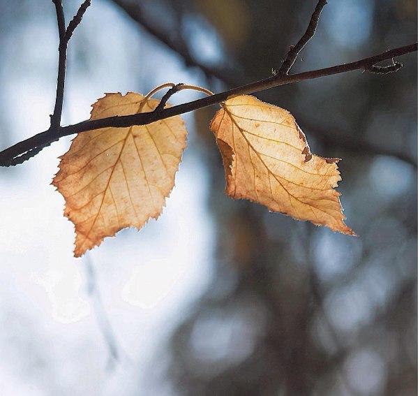 "Хрупкие листья" (11.02.2018)