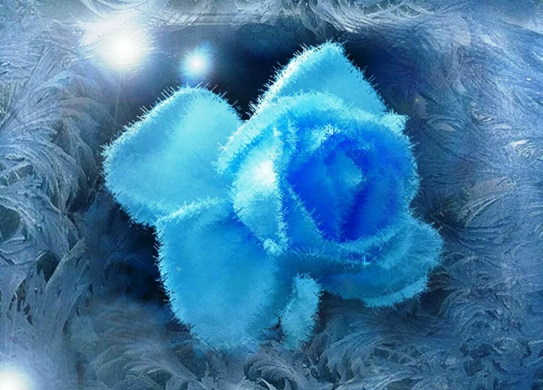 Голубые цветы зимой