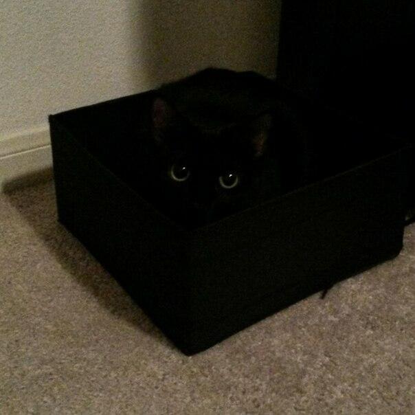 Квадратная коробка квадратного кота