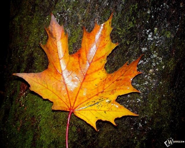 Кленовый лист проводит Осень...